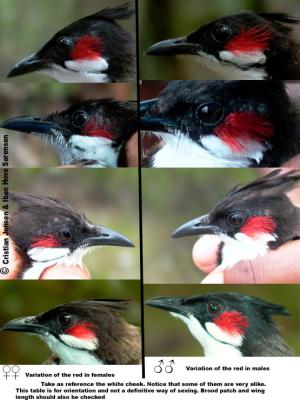 Sexing Red-whiskered Bulbul