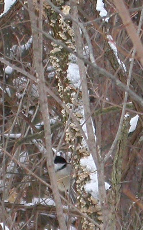 Chickadee eating fungi off of a tree