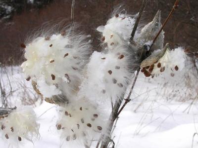 Common  Milkweed  - seeds