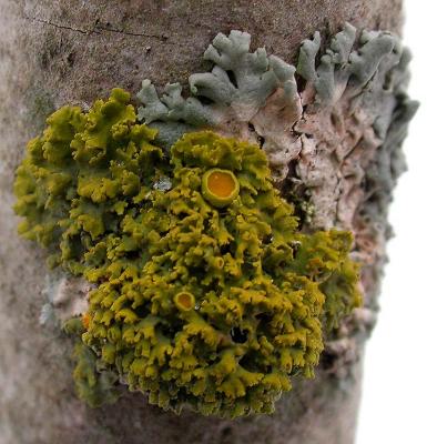 Xanthoria sp., probably X. hasseana   --  growing over a partially