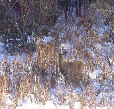 Deer on Elm Grove Rd. near MPPP