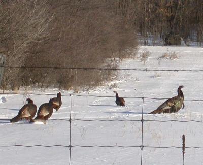 Wild turkey flock  - 1