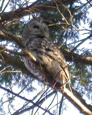 Barred Owl