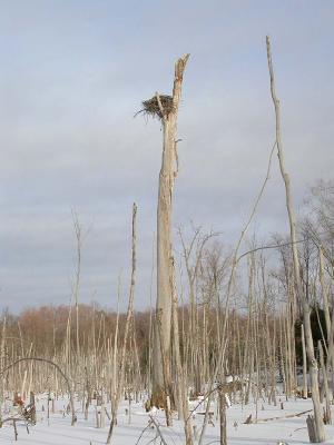 osprey-nest.jpg