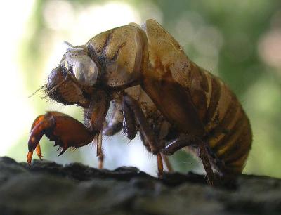 cicada (dogday harvestfly) -- exuviae