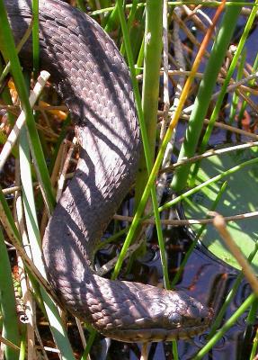 Largest of three Watersnakes found next to dam