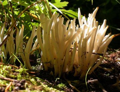 Spindle-shaped Coral fungi ? -- Clavulinopsis fusiformis ?