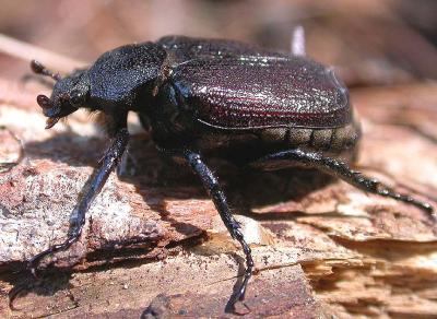 Osmoderma sp. scarab beetle that fell out of a Hemlock tree