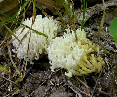 Cockscomb Coral fungi ? -- Clavulina cristata ?