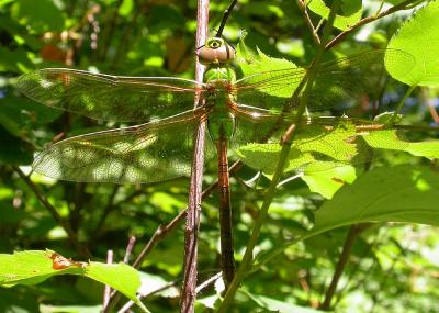 Common Green Darner -- Anax junius -- female