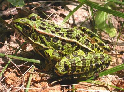 Leopard frog -- Rana pipiens  -- adult