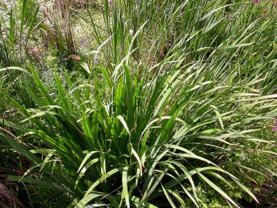 Yellow flag iris -- Iris pseudacorus -- at Portland Bay