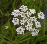 Water parsnip -- Sium suave