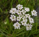 Water parsnip -- <i>Sium suave</i>