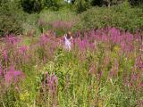 Tall stand of Purple loosestrife below the dam