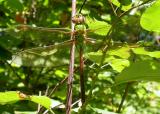 Common Green Darner -- <i>Anax junius</i> -- female