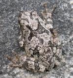 Gray treefrog -- Hyla versicolor