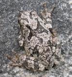 Gray treefrog -- <i>Hyla versicolor</i>