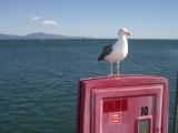 Seagull in Santa Barbara.JPG