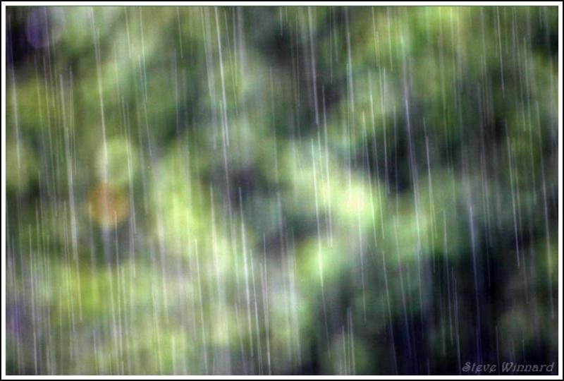 <b>Rain...</b>*<br><i>Steve Winnard</i>