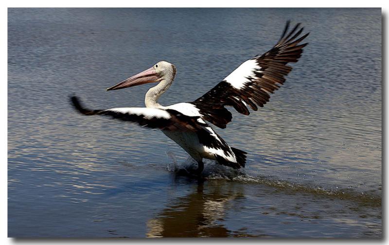 Liquid Landing * by Gayle