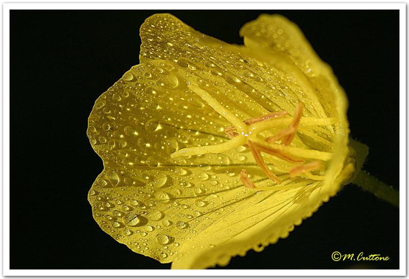 Butter Cup by Mike_C