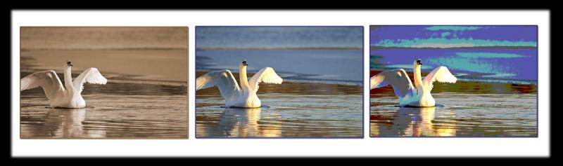 <b>Water Fowl*</b><br><i>Gene Atwood</i>