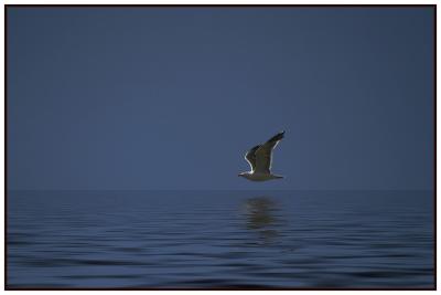 Seagull over water* by Earl Waud