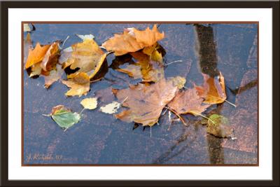 * Leaves in a Puddle by Lonnit Rysher