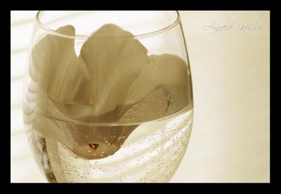 Floral Champagne by Angela Johnson