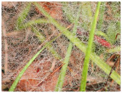 Dew the web*
