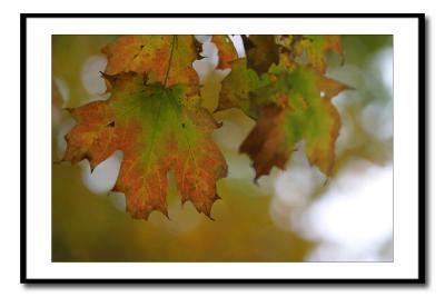 Changing Leaves *by Mike Alexander