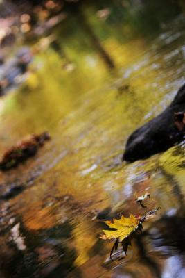 Fall is Flowing*by Jim Fuglestad