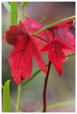 Little Red Leaves* by Paul Stuckless