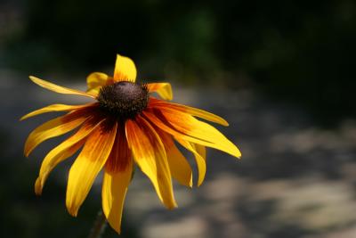 Solitary Daisy