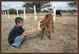 2 little bulls*