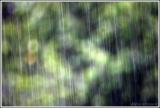 <b>Rain...</b>*<br><i>Steve Winnard</i>