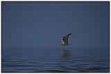 <b>Seagull over water</b><br><font size=2>* by Earl Waud</font>