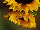<b>5th Place</b><br><i>Water Drops<br>by Mark J</i>