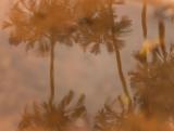 <b>Bird Bath</b><br>by<br>toc (Tim OConnor)
