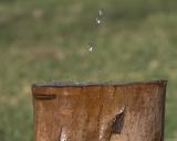 WATERLOG</b><br>by<br>Larry