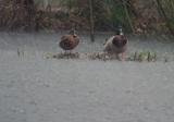 Nice weather? (*)<br>by Richard Hopkins