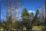 Pond in the Sky