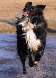 <b>10th Place TIE</b><br><i>Puddle Fun<br>by Denise Wall</i>