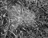 Web B\W*