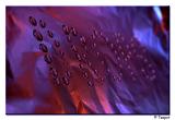 <b>Coloured Drops * </b><br><b>by Teapot</b>