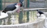 <b>Humble Crow awaits turn</b> *<br>by Vivek_DPR