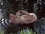 Water is Life * by Doris Baillet