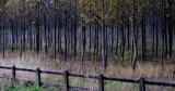 <b>Cant See The Wood For The Trees</b> *