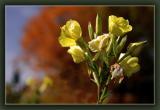 Fall Flowers 2.jpg